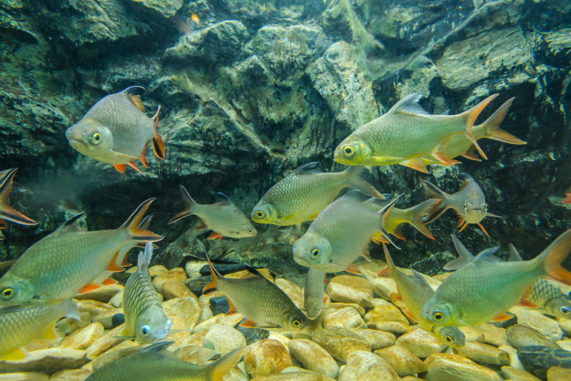 บึงฉวาก จังหวัดสุพรรณบุรี