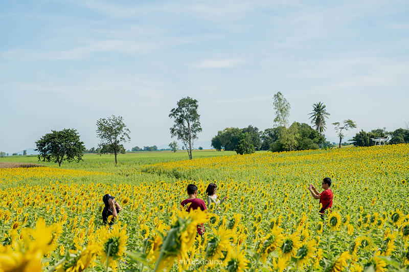 ทุ่งทานตะวัน ลพบุรี
