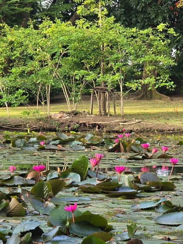 บ้านสวน ป้าจิ๊ อัจฉราพรรณ