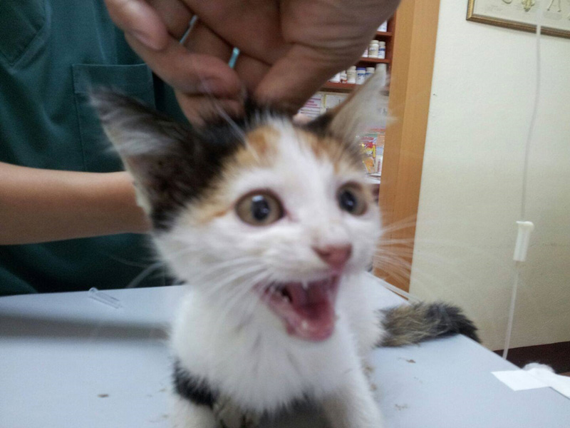 แมวจรจัด