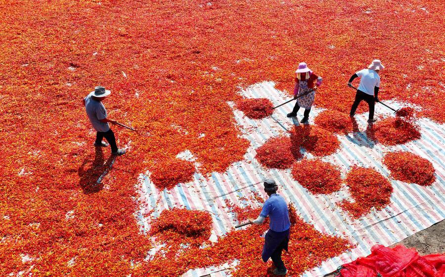 ทะเลพริก