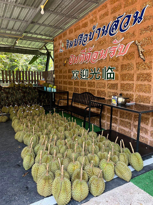 ทุเรียนปราจีนบุรี 2566