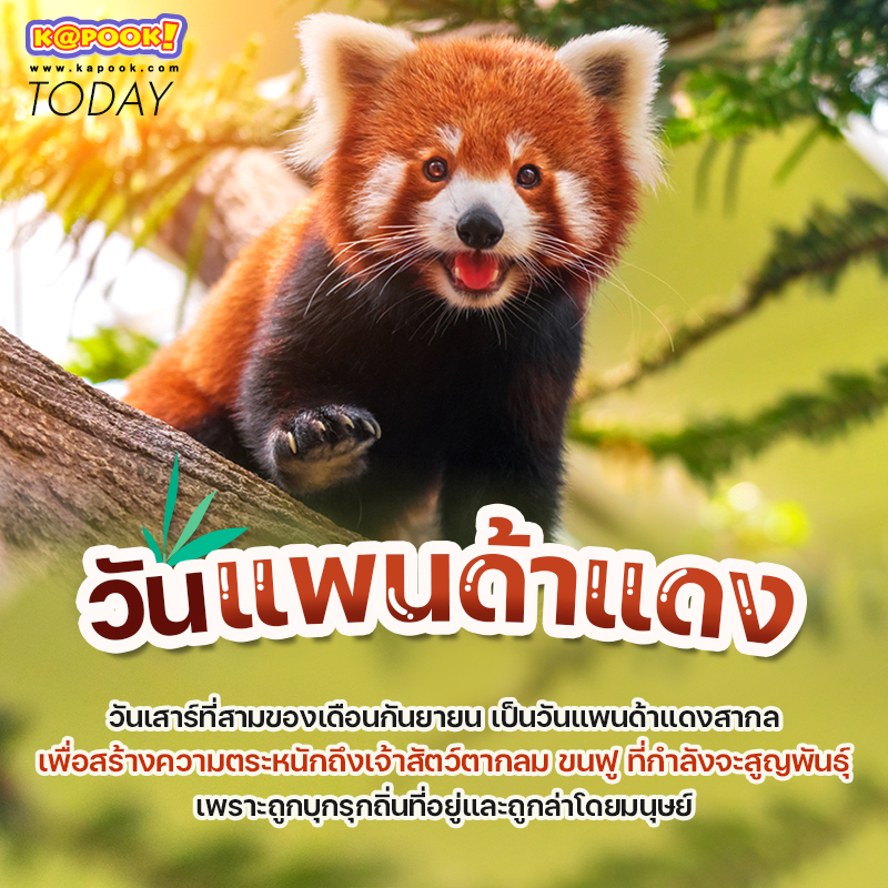 วันแพนด้าแดง