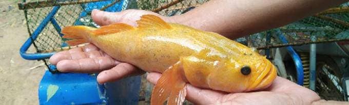 ปลาบู่ทอง