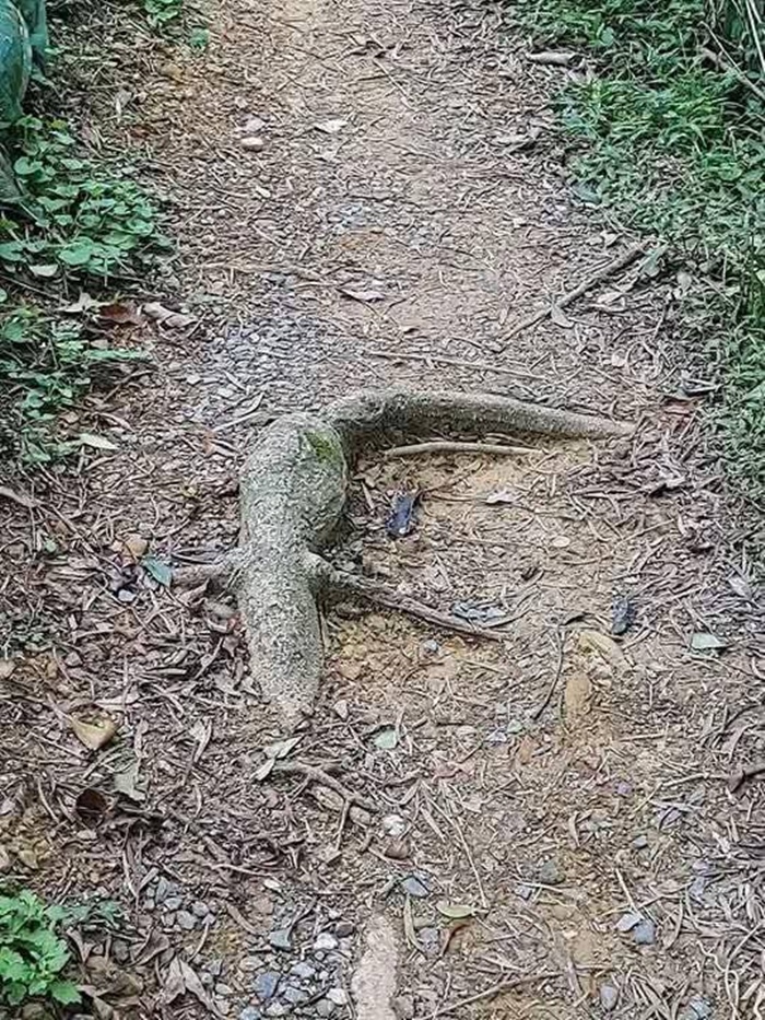 ตัวเงินตัวทอง