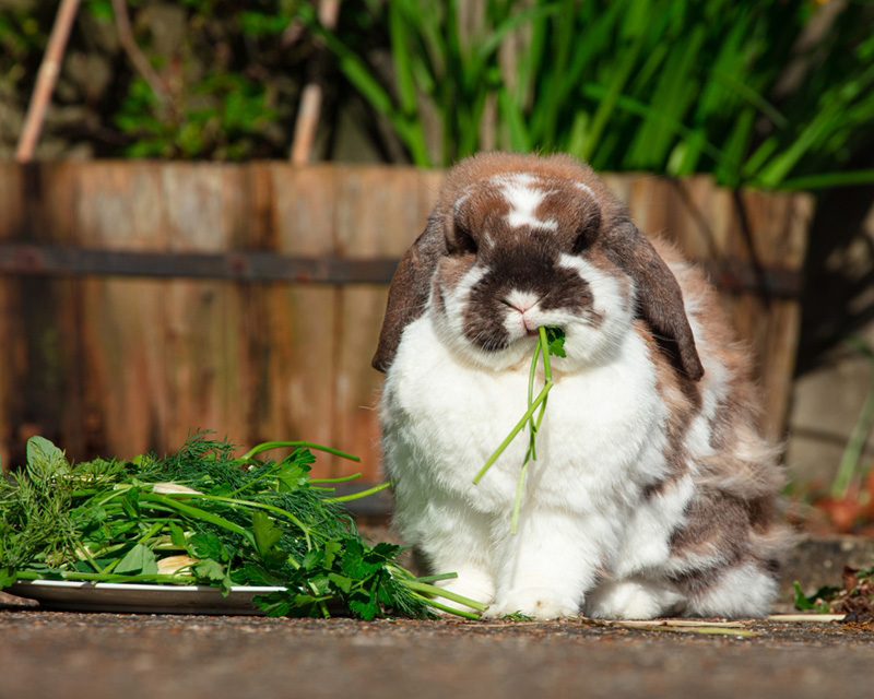 กระต่ายเฟรนช์ ลอป (French Lop)