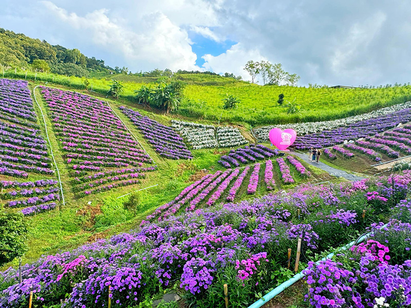 ไฮเดรนเยีย คาเฟ่ เขาค้อ บรรยากาศ