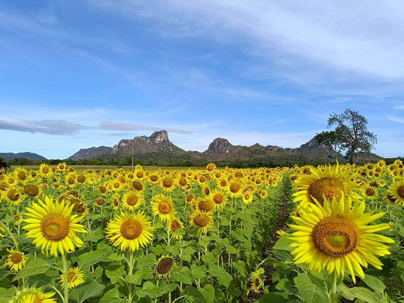 ทุ่งทานตะวันไร่ลุงไสว