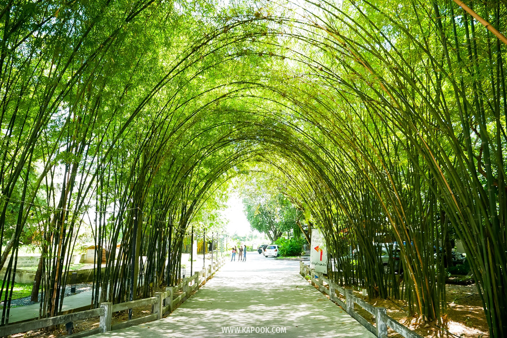 สวนเยาวพา ร้านหน้าต่างเขียว ที่เที่ยวศรีราชา
