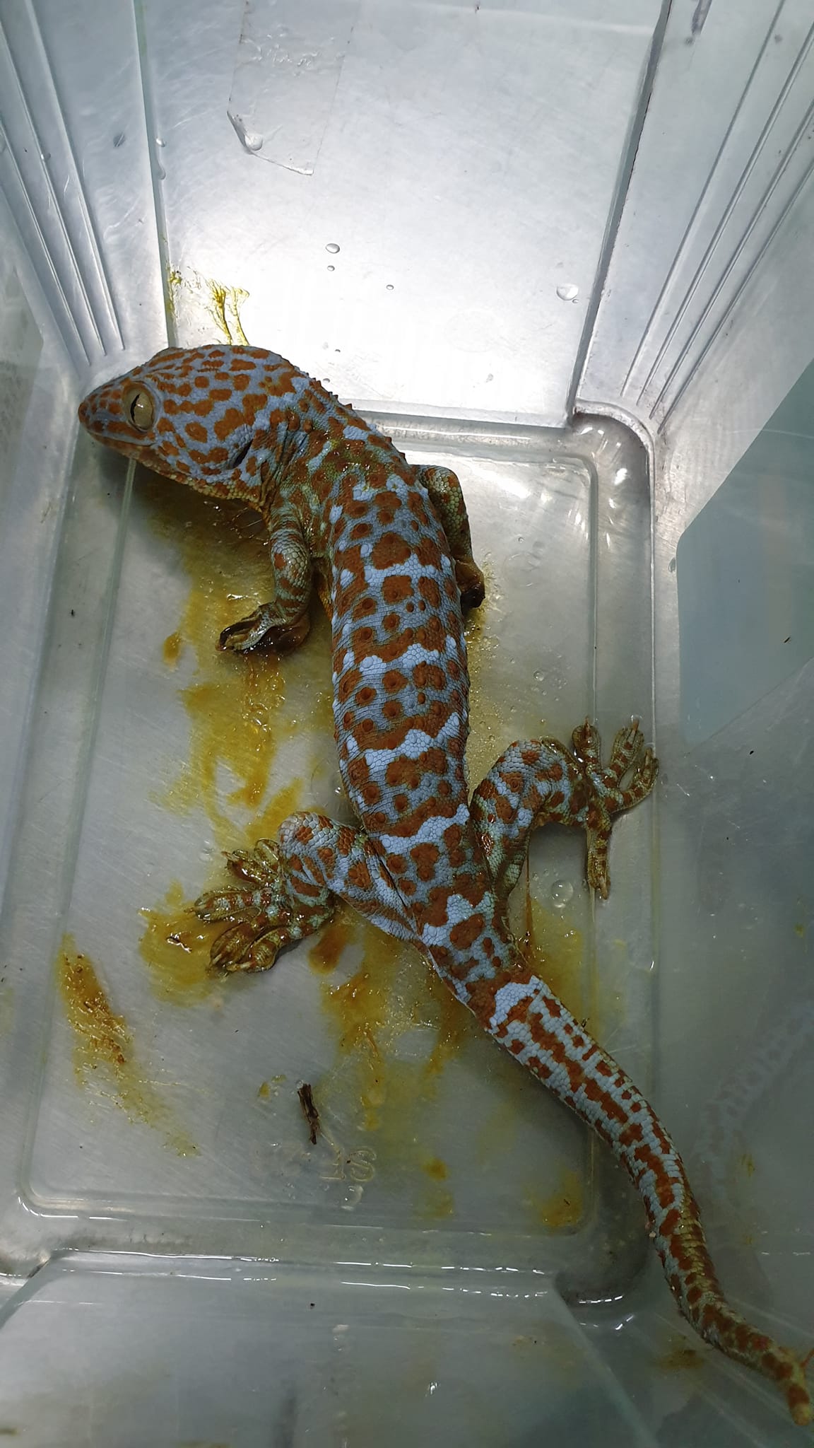 วางกาวดักหนู