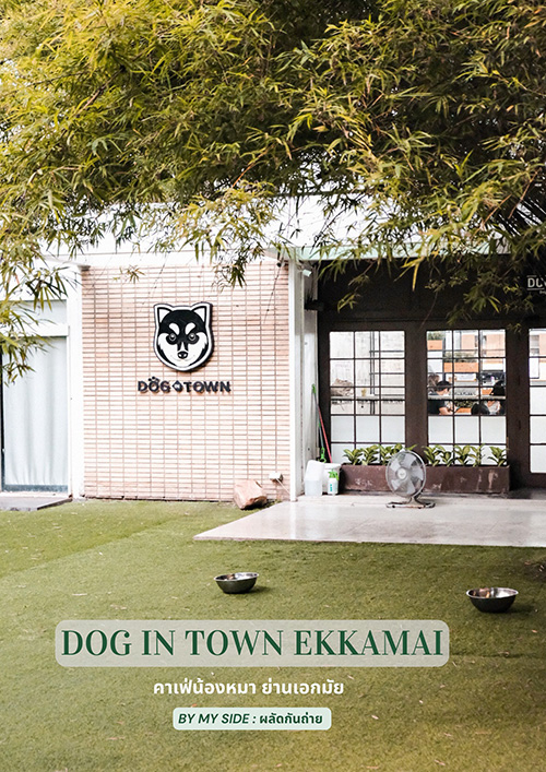 Dog In Town Ekkamai