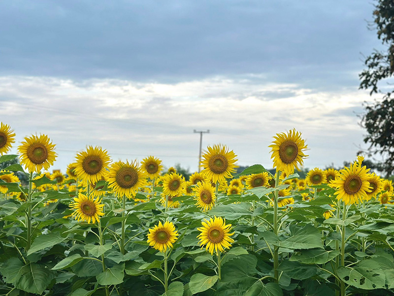 ทุ่งดอกปอเทืองไร่ธรรมชัย 2568 ตากฟ้า นครสวรรค์