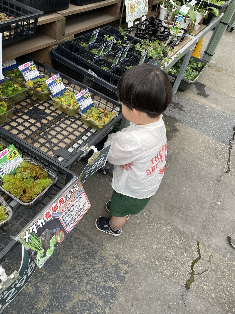 เดินดูต้นไม้