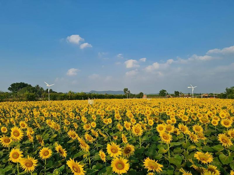 ทุ่งทานตะวัน กาญจนบุรี