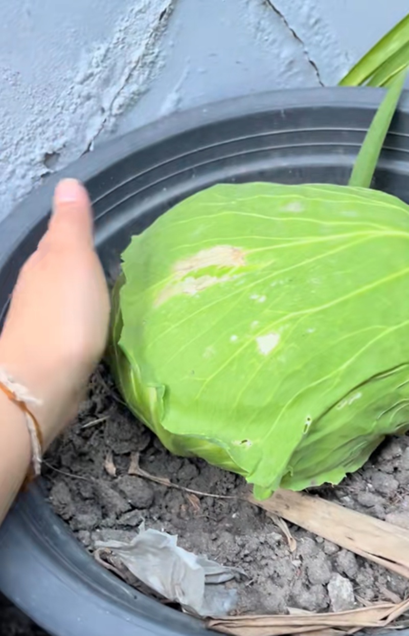 กะหล่ำปลี