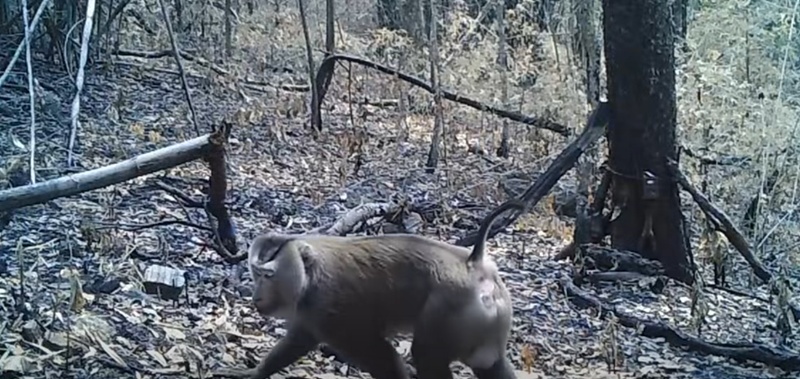 ไฟไหม้ป่า