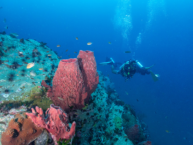 ดำน้ำที่ไหนดี ปี 2568 ? เกาะเต่า เกาะนางยวน จังหวัดสุราษฎร์ธานี