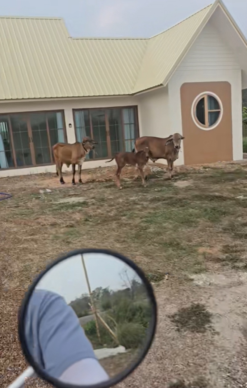 เพื่อนบ้าน