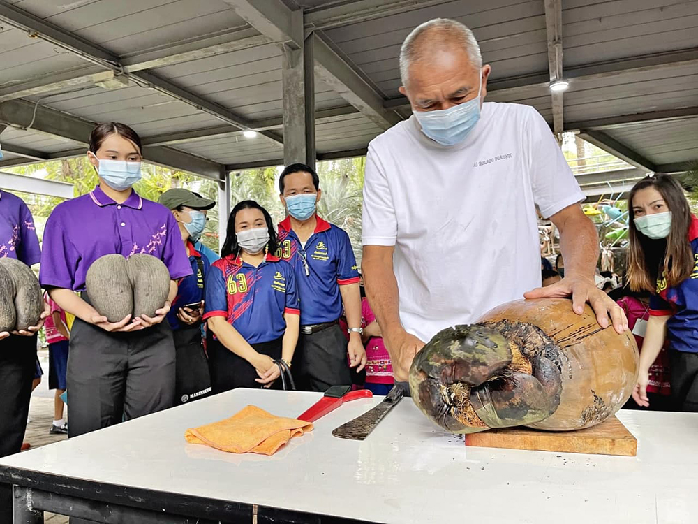สวนนงนุช พัทยา