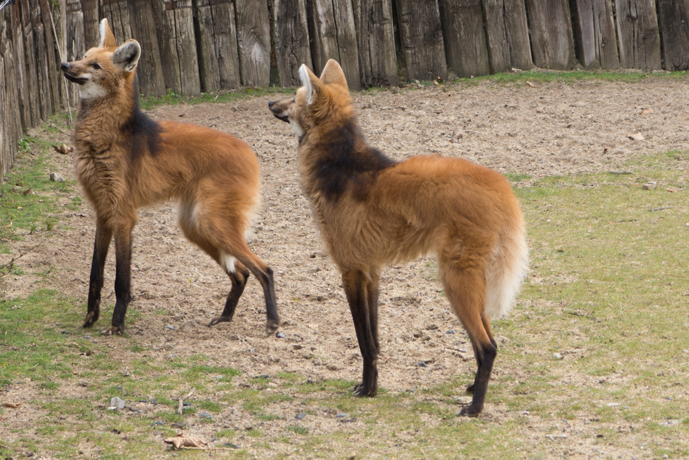 หมาป่าเคราขาว