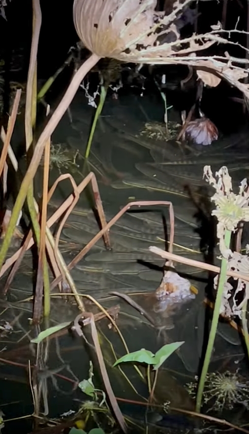 ปล่อยปลา