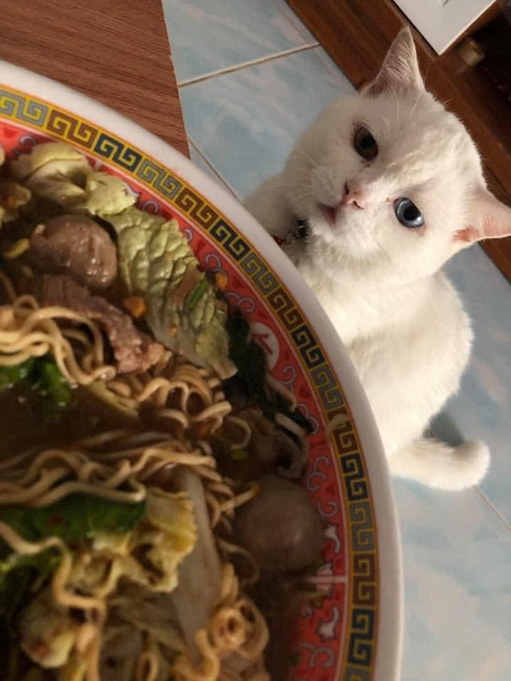 แมวหิว