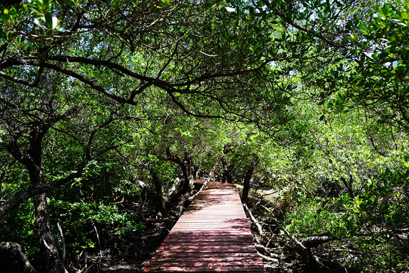 ป่าชายเลนสลักเพชร บ้านนาใน