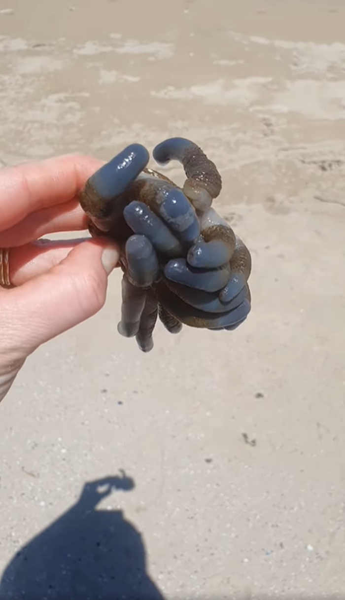 สัตว์ลึกลับ