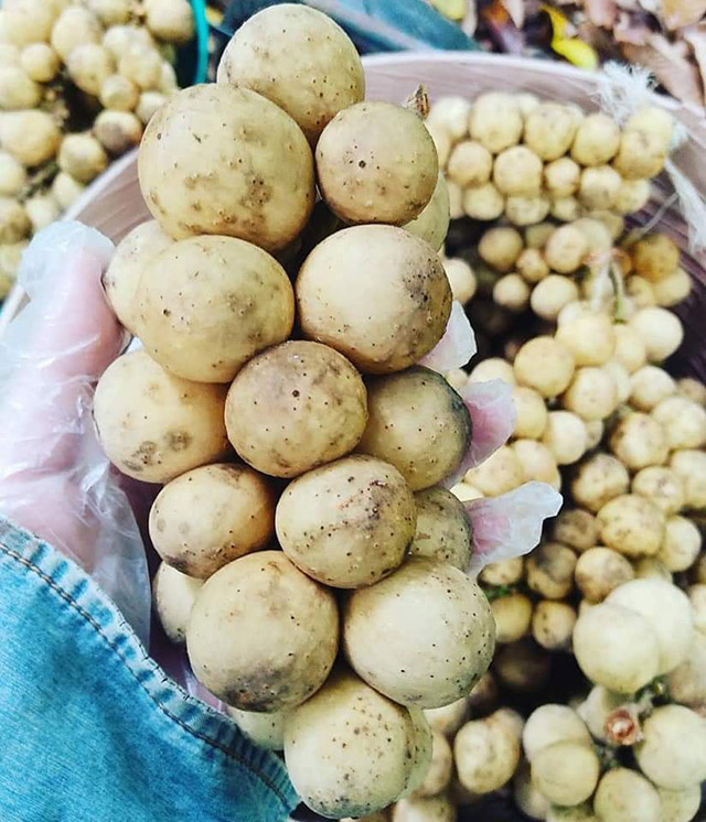 สวนลองกอง 