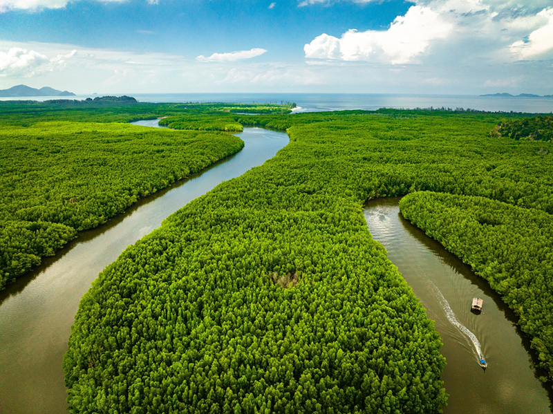 เขาจมป่า