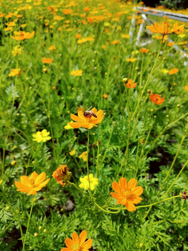 ทุ่งคอสมอส สวนรถไฟ