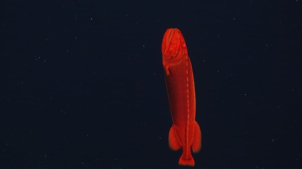 ปลาเวลฟิช