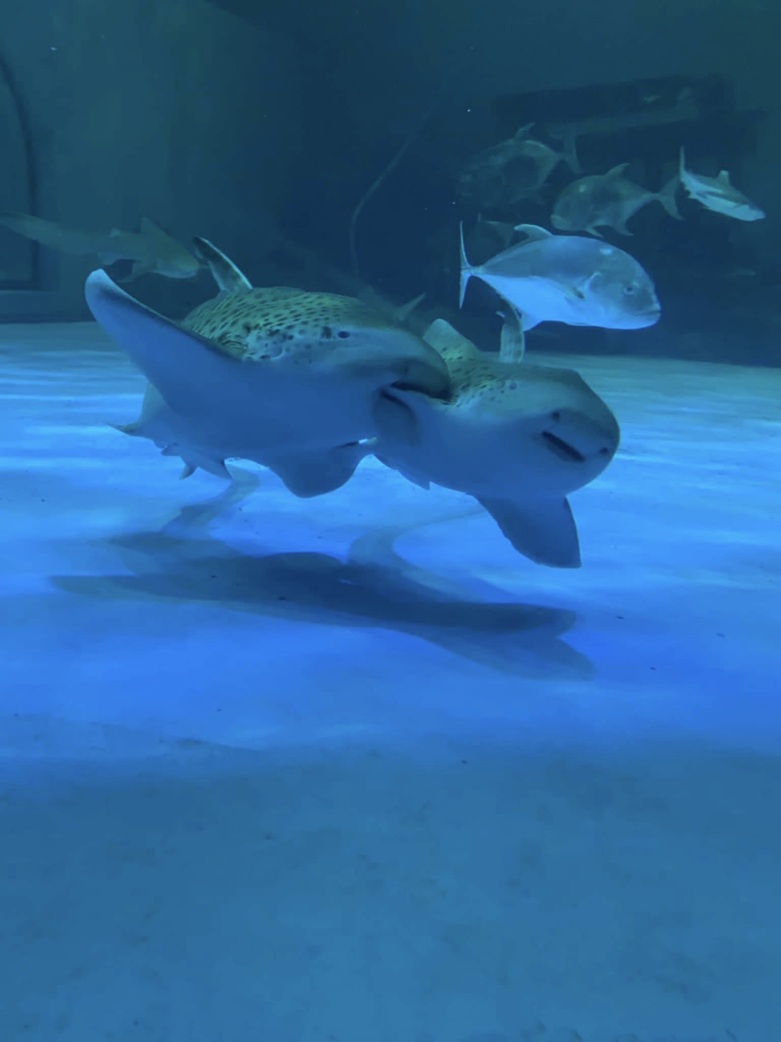 งับครีบ