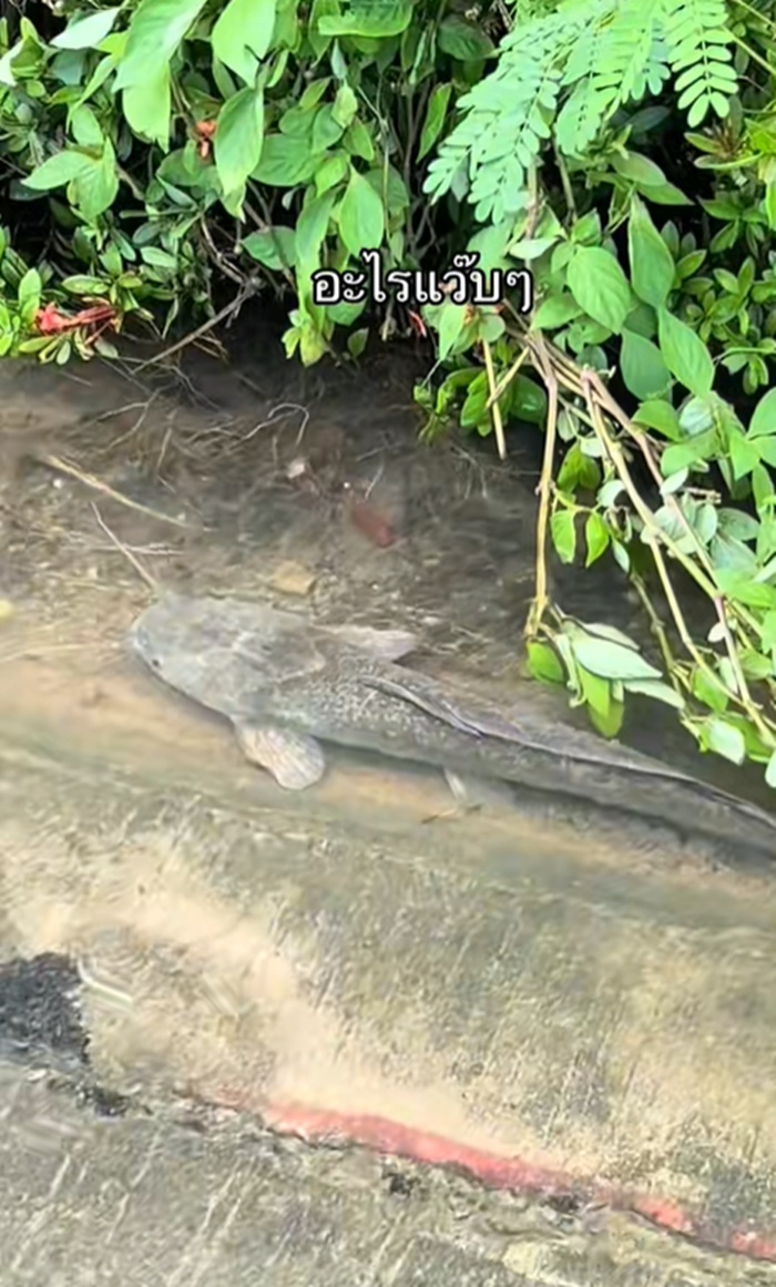 น้ำท่วม