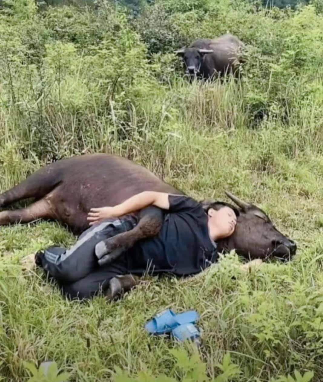 เลี้ยงควาย