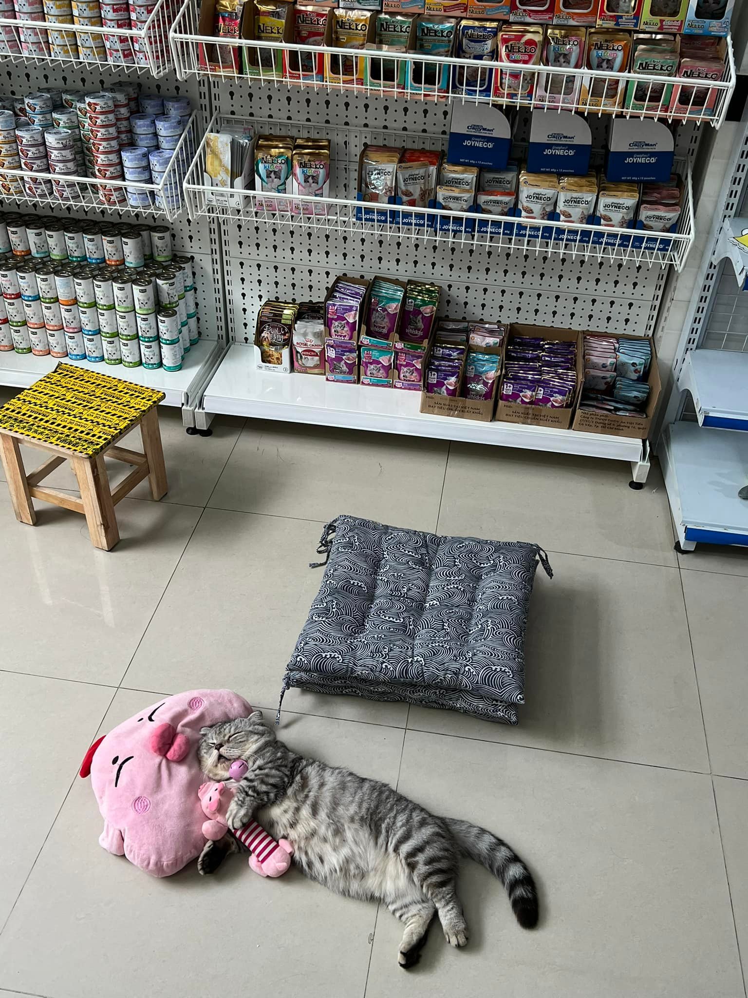 แมวนอน