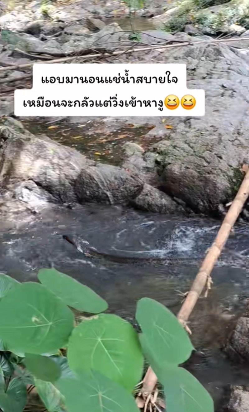 งูจงอาง