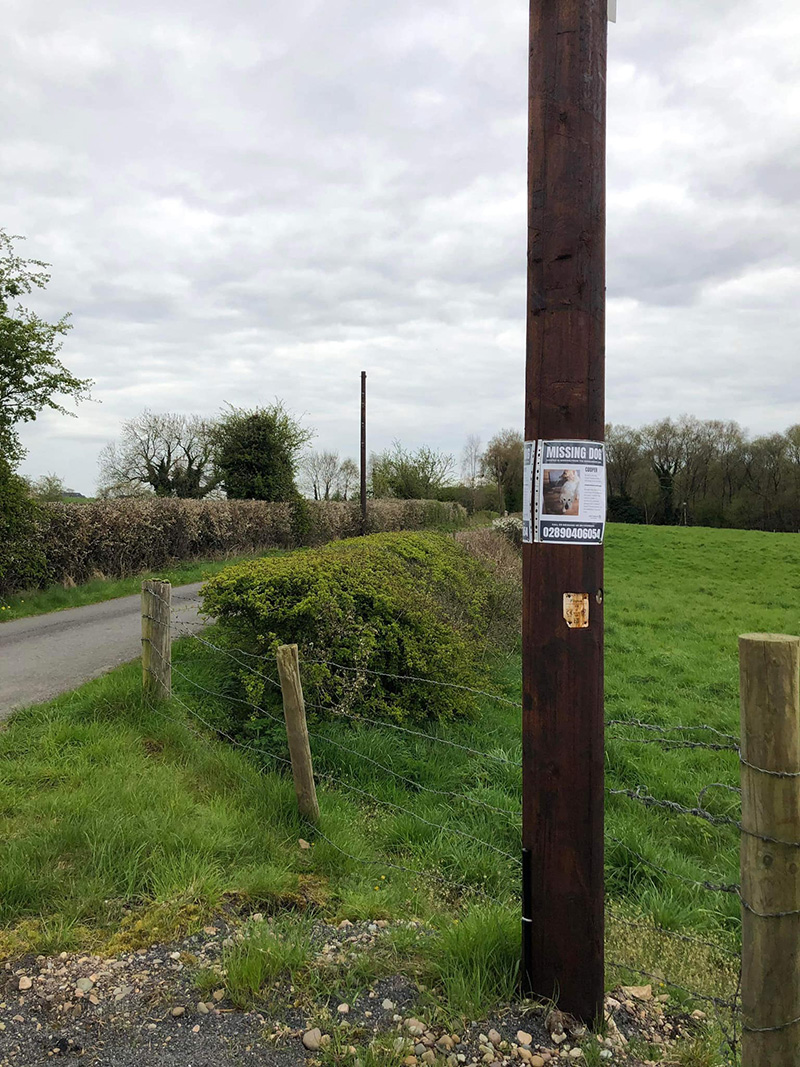 สุนัขหาย คนหากันวุ่น 