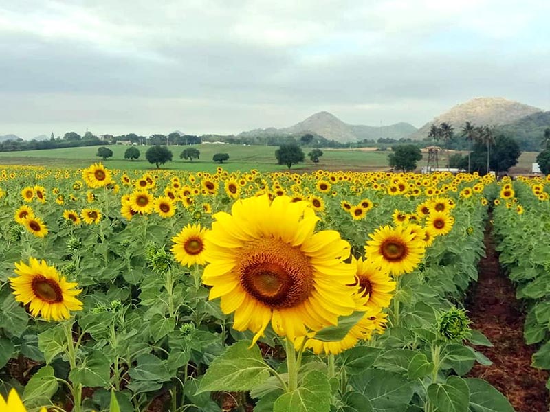 สถานที่ท่องเที่ยวไร่มณีศร ทุ่งทานตะวัน เขาใหญ่