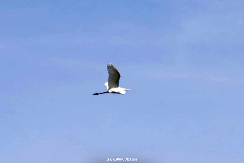 ป่าวังจันทร์