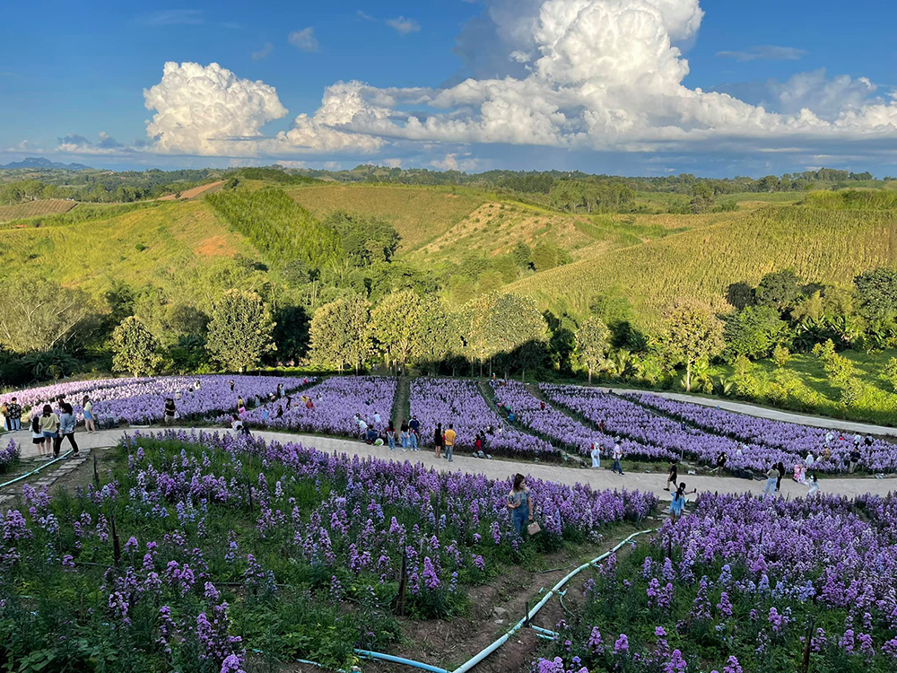 สวนดอกไม้ เขาค้อ