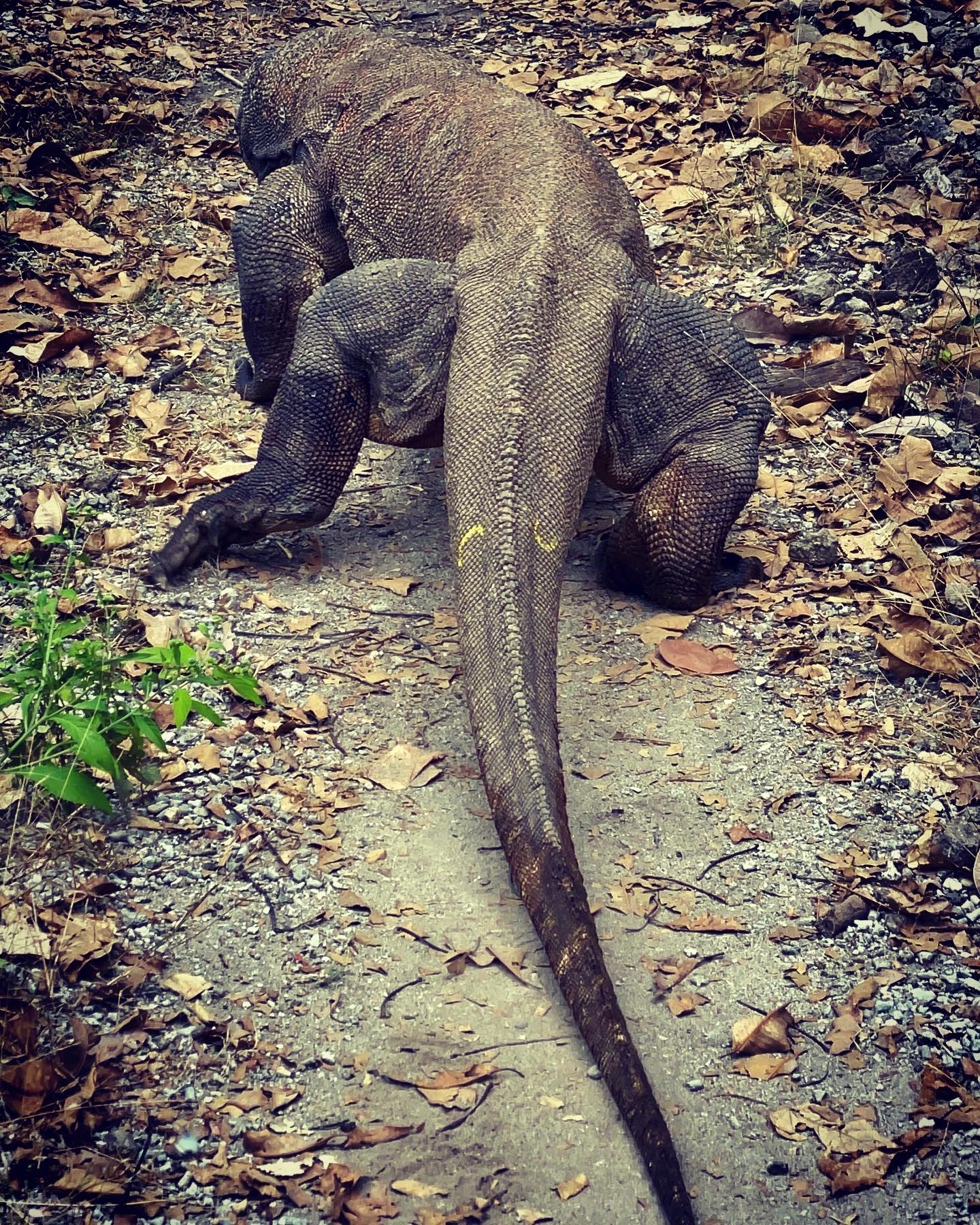 มังกรโคโมโดยักษ์