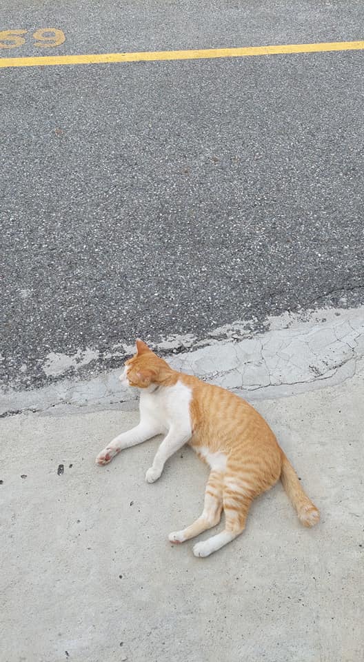 ตลาดนัดรถไฟรัชดา