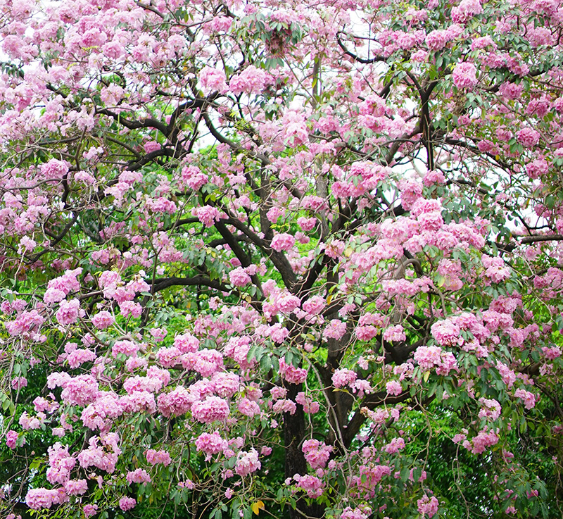 ชมพูพันธุ์ทิพย์ 2565