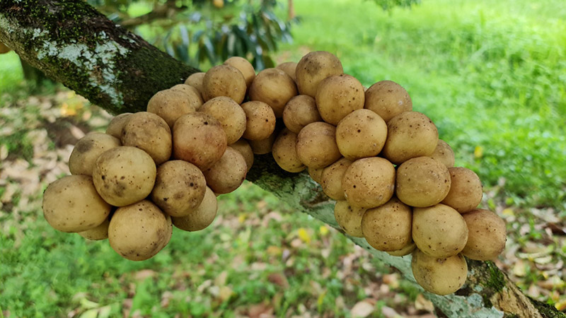 สวนลองกอง 