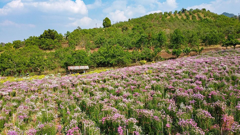 ทุ่งดอกสแตติส เชียงใหม่