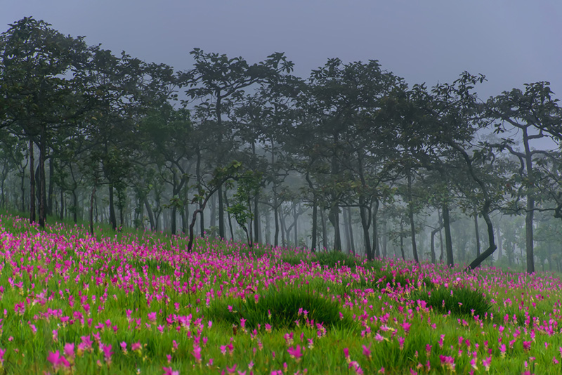 ทุ่งดอกกระเจียว อุทยานแห่งชาติไทรทอง จังหวัดชัยภูมิ