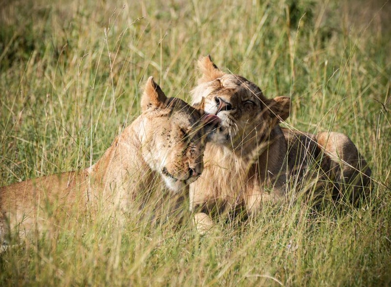 สัตว์ป่าในเขตอนุรักษ์ มาไซ มารา ประเทศเคนยา