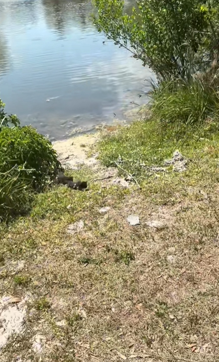 ปล่อยเต่า