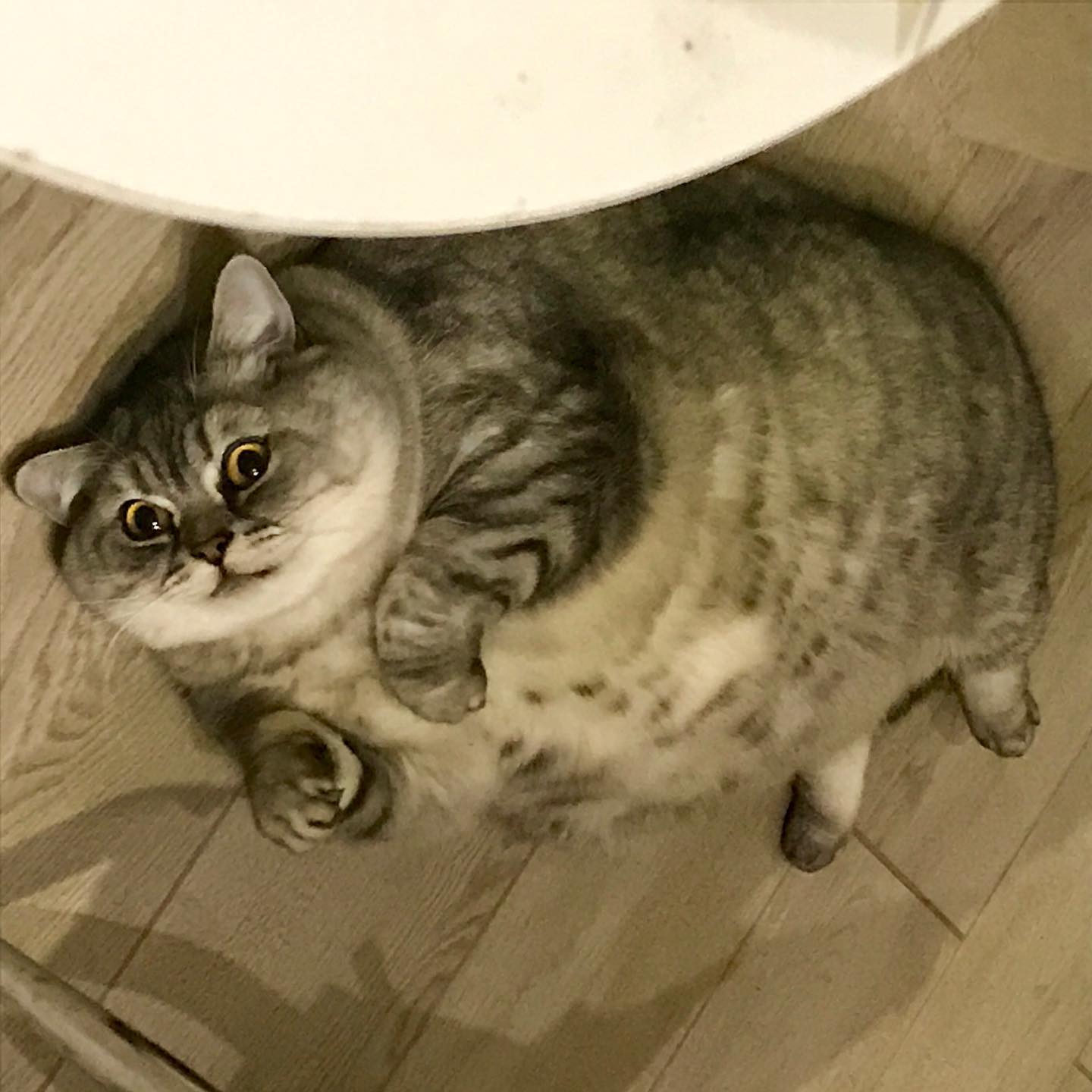Liznya the Cat